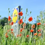 a field full of red flowers with a blue sky in the background