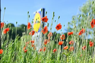 a field full of red flowers with a blue sky in the background