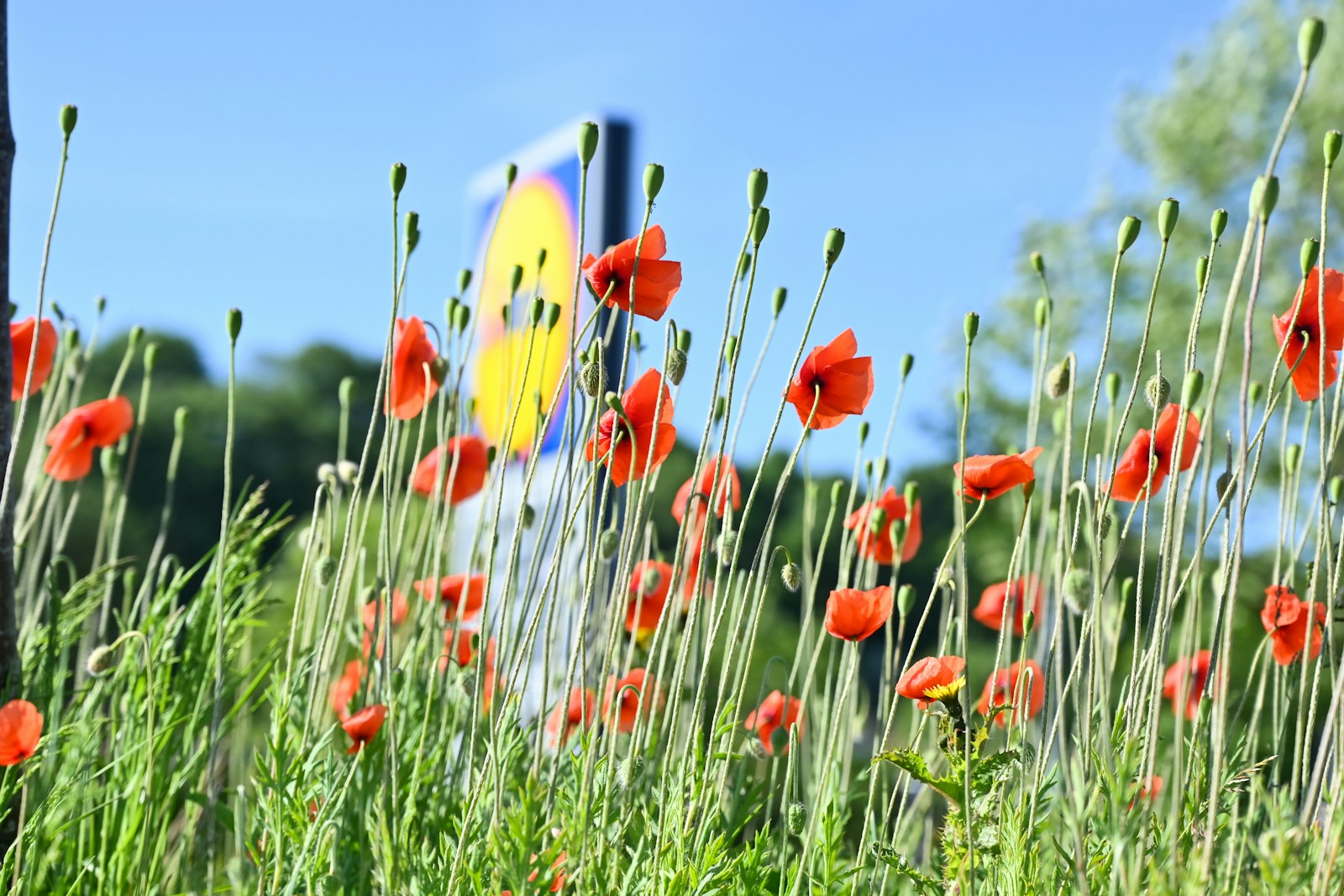 a field full of red flowers with a blue sky in the background